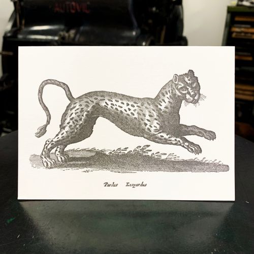 Sanders Black Leopard