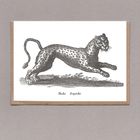 Sanders Black Leopard
