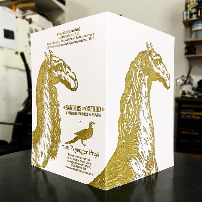 Sanders Gold Camelids