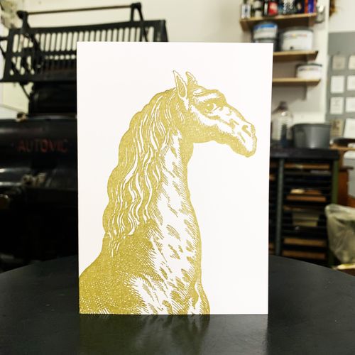 Sanders Gold Camelids