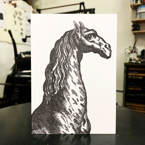 Sanders Black Camelids