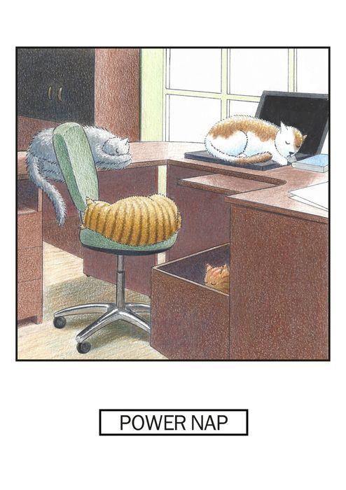 Nine Lives