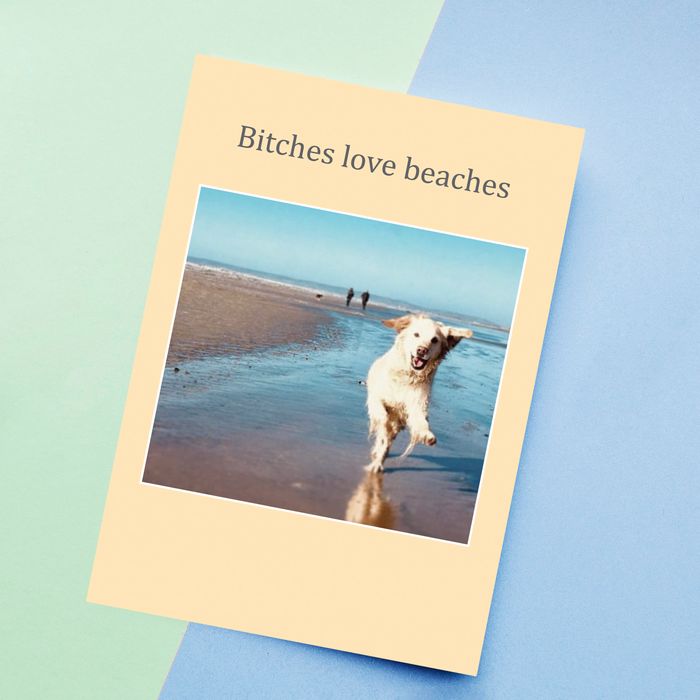 Photocats&Canines