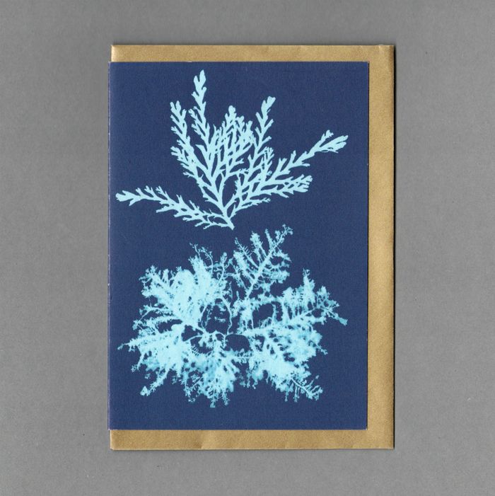 Seaweed Cyanotypes