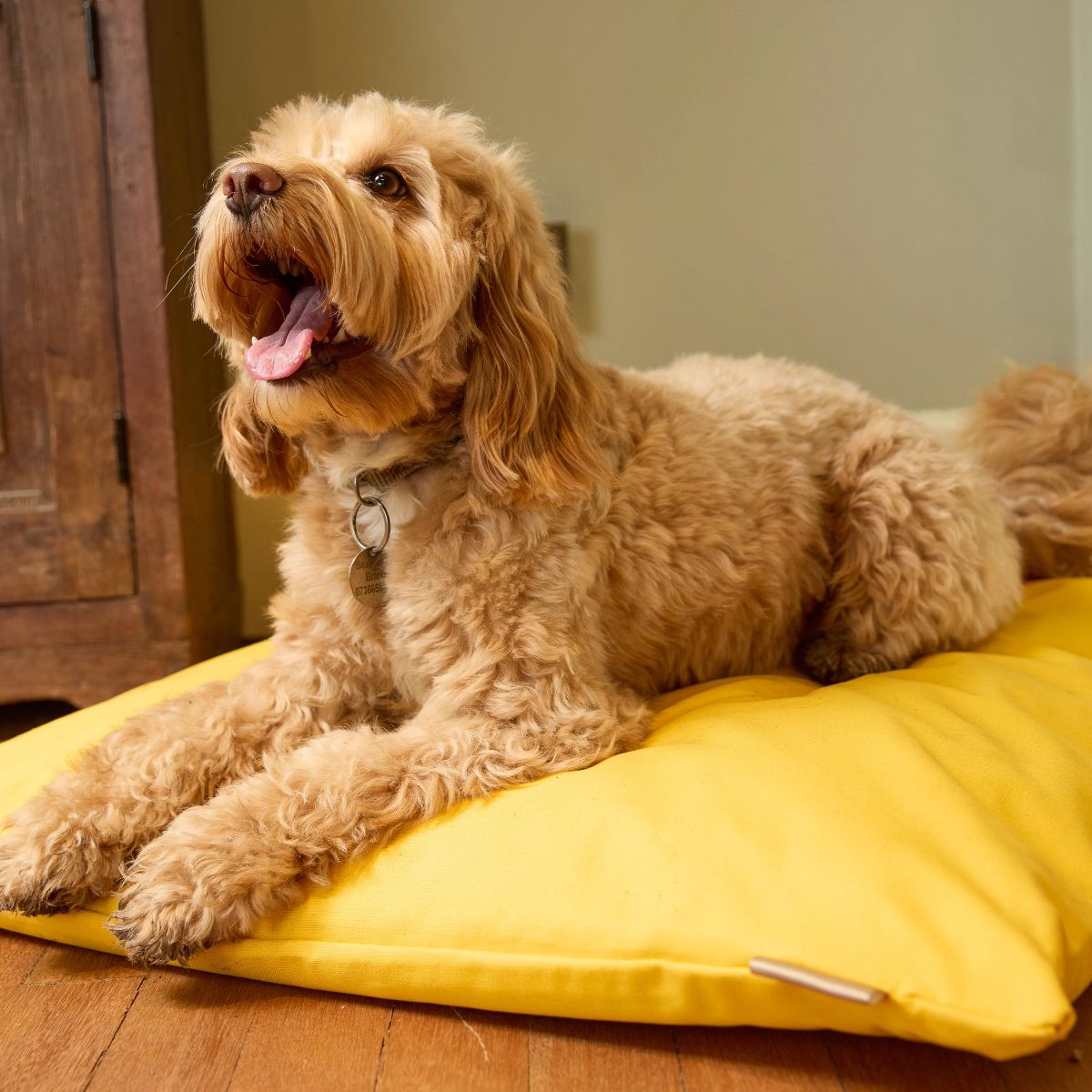 Dog Cushion Beds