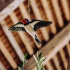 DecoBird Flying Barn Swallow