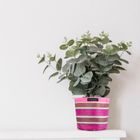 Plant Pot Covers / Soft Storage Baskets