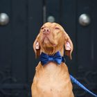 Festive velvet bow tie