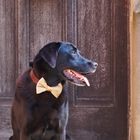 Festive velvet bow tie