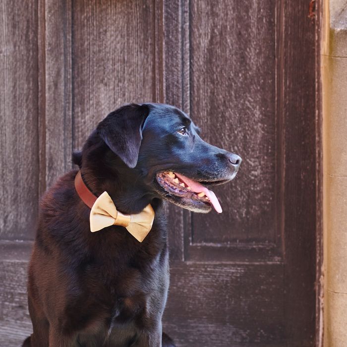 Festive velvet bow tie