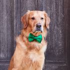 Festive velvet bow tie