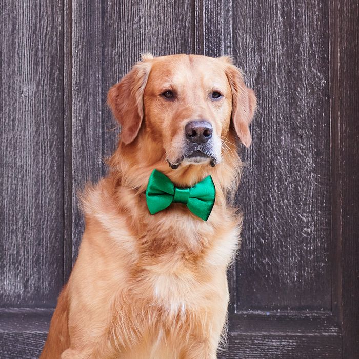 Festive velvet bow tie