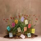 Botanical Eco Non-Occasion Greeting Cards