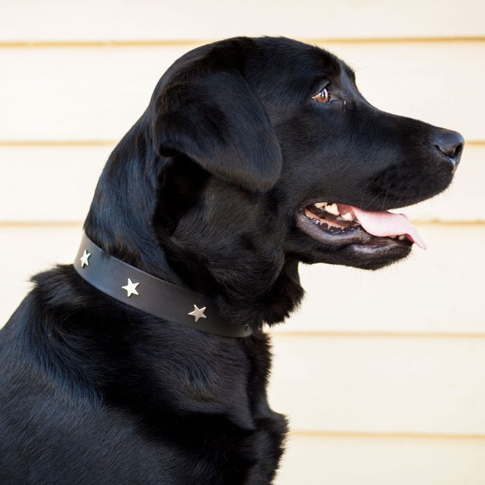 Leather Studded Collars