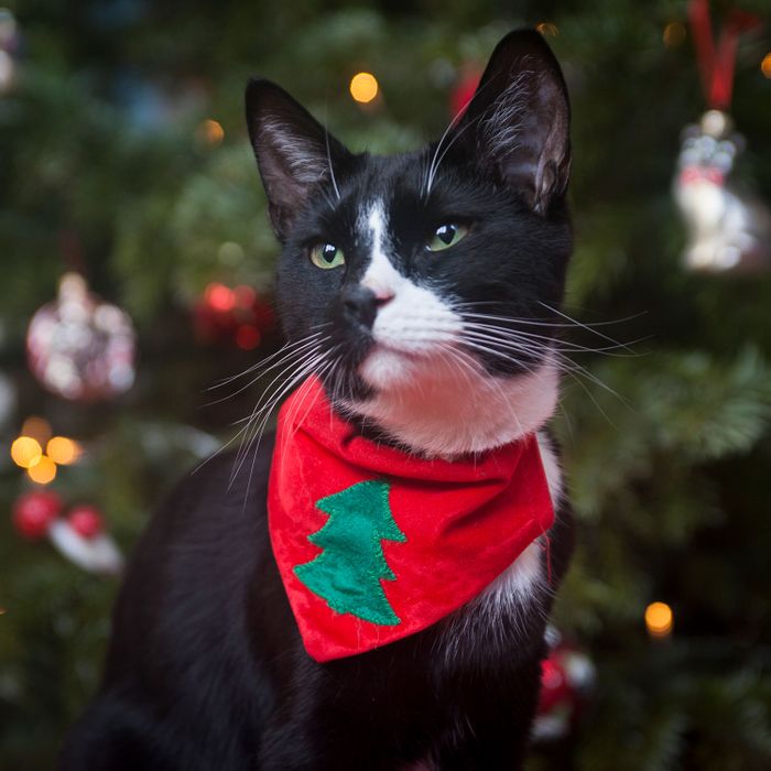 Dog & Cat Bandanas