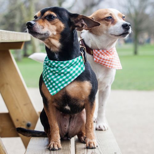 Dog & Cat Bandanas