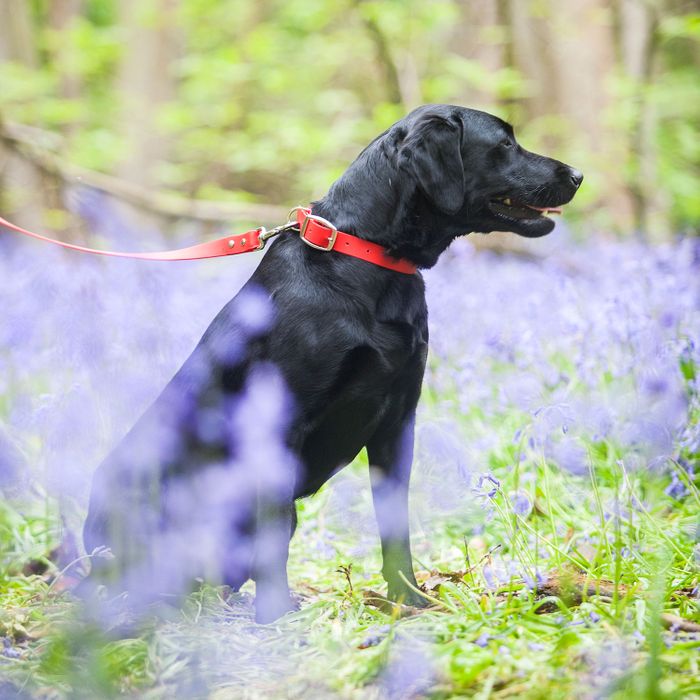 Vegan Biothane Dog Collars