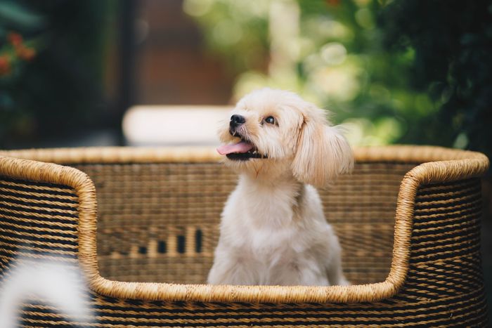Dog Baskets