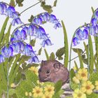 Spring Wood Mouse