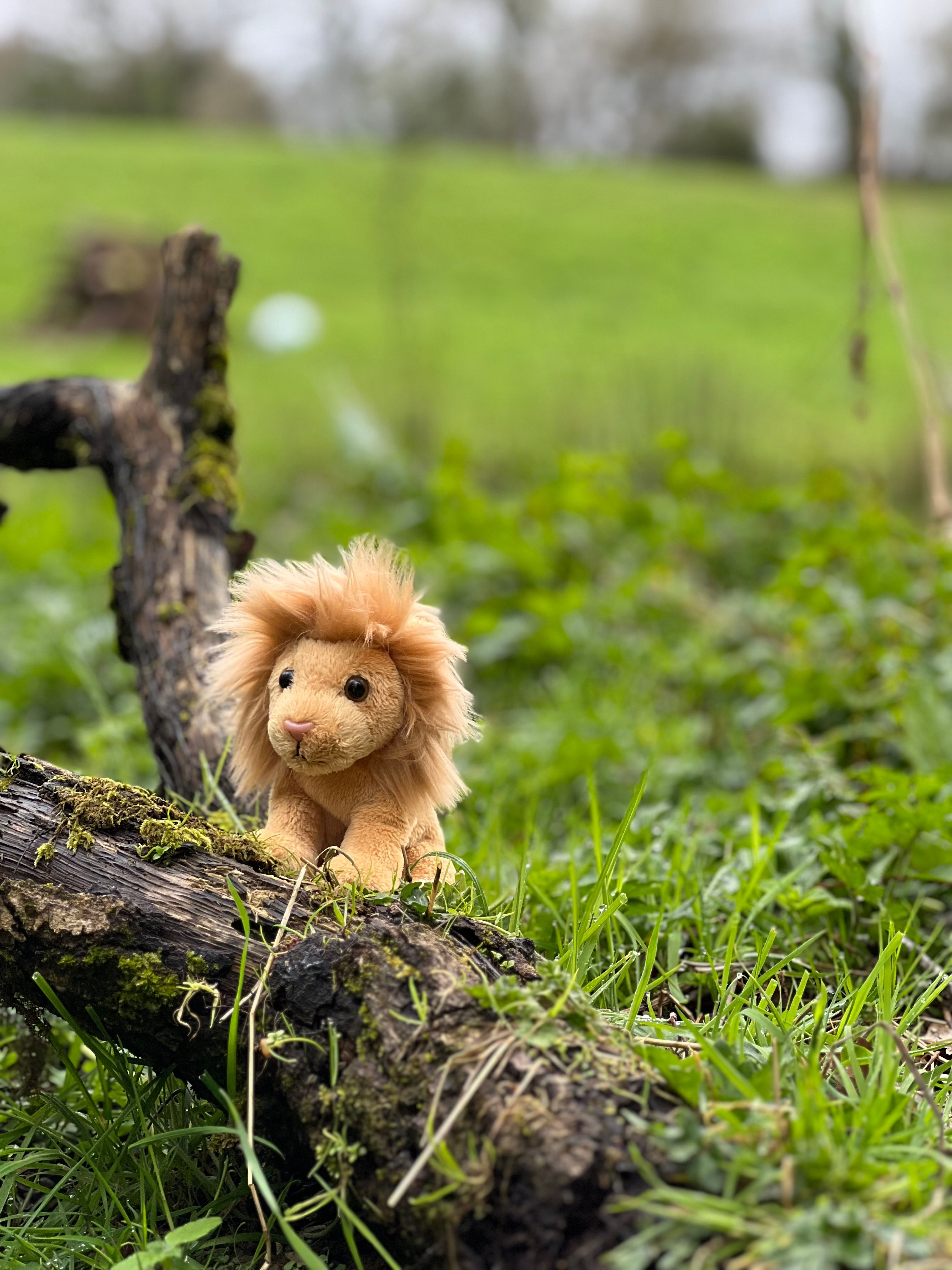 Cuddle Cub Lion