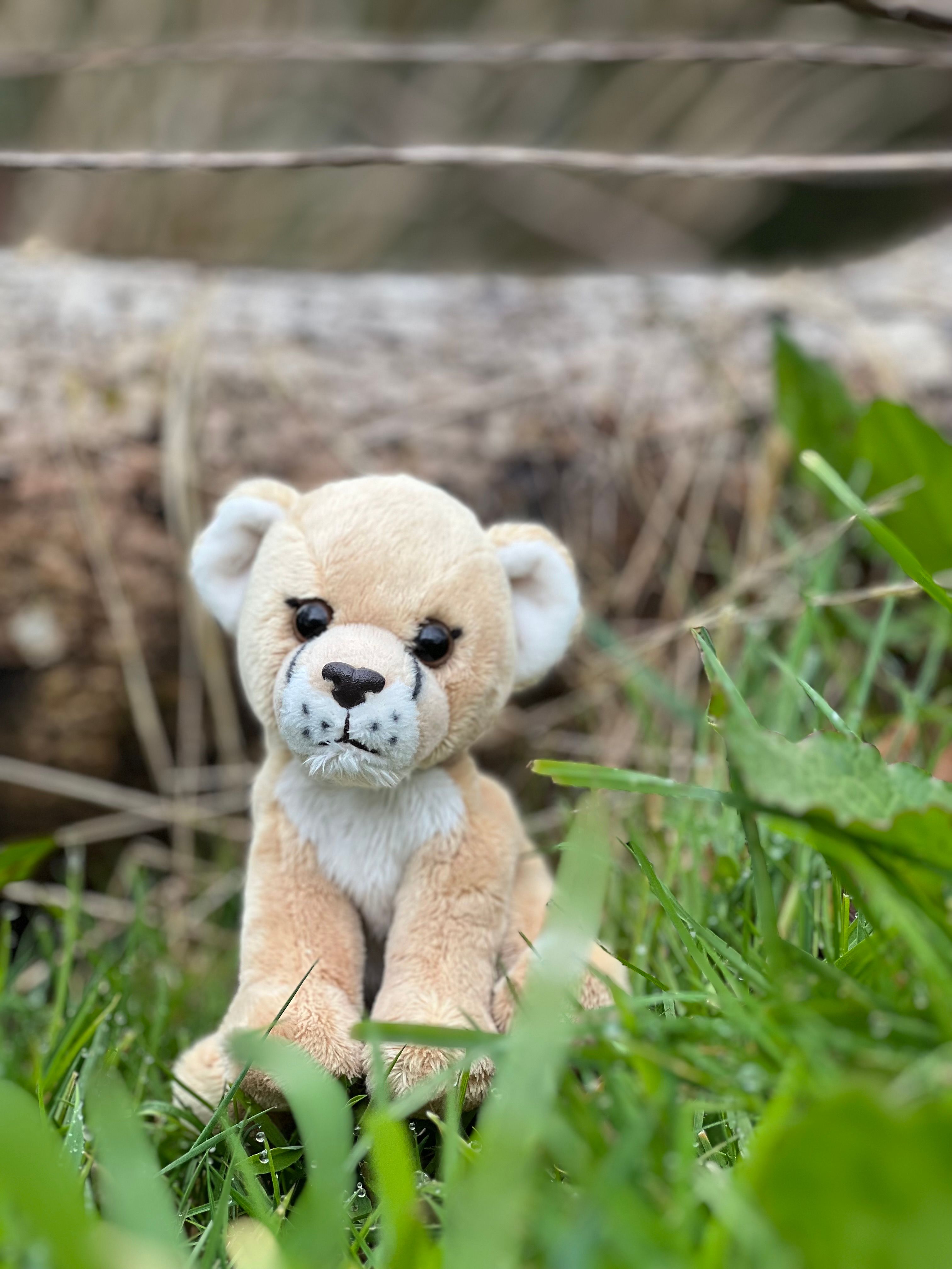 Cuddle Cub Lioness