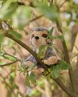 Cuddle Cubs Sloth