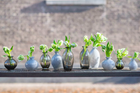 Nadiel vase sets