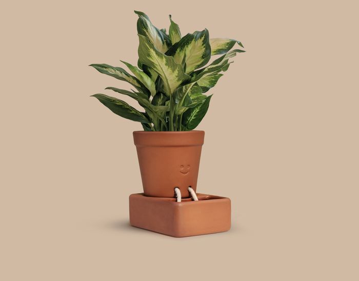 Self-Care Planter