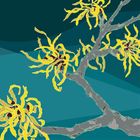 Winter Flowers Range