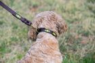 Polo Collars and Leads