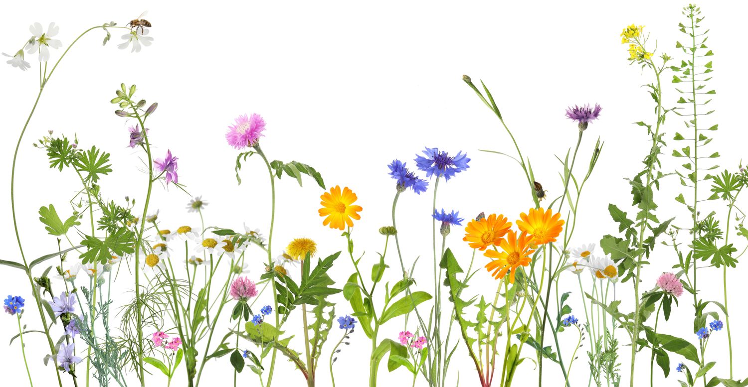 Cover image - Sophia Davenport Ltd