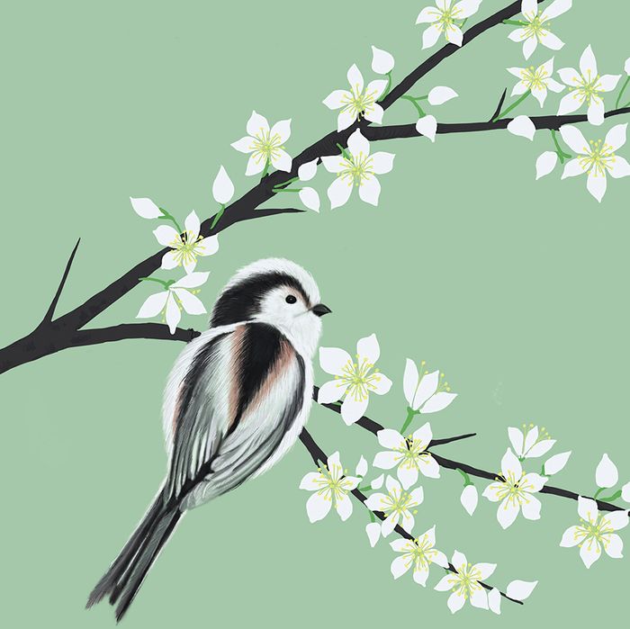 Carla Vize-Martin greeting cards range
