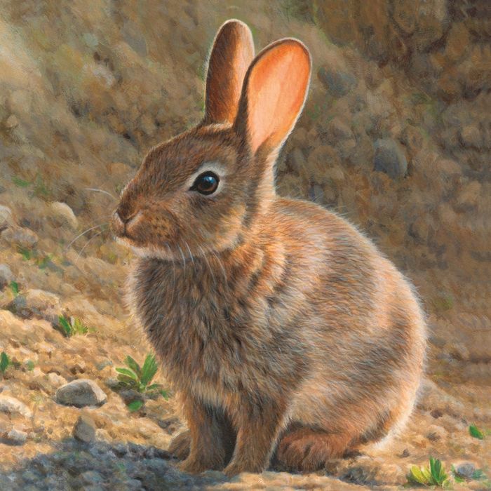 Andrew Hutchinson greeting cards range