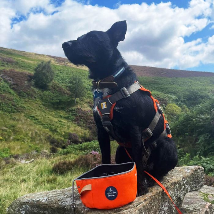 Pet Accessories