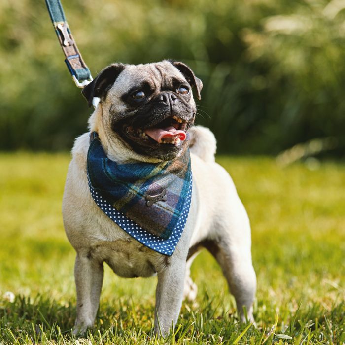 Pet Accessories