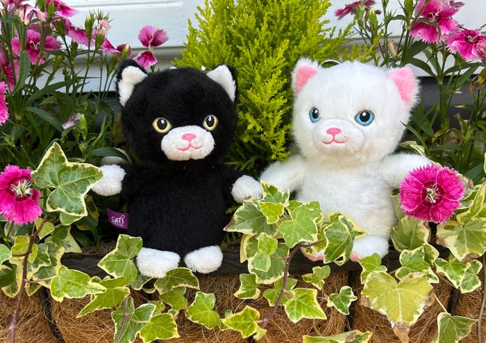 Cats Protection