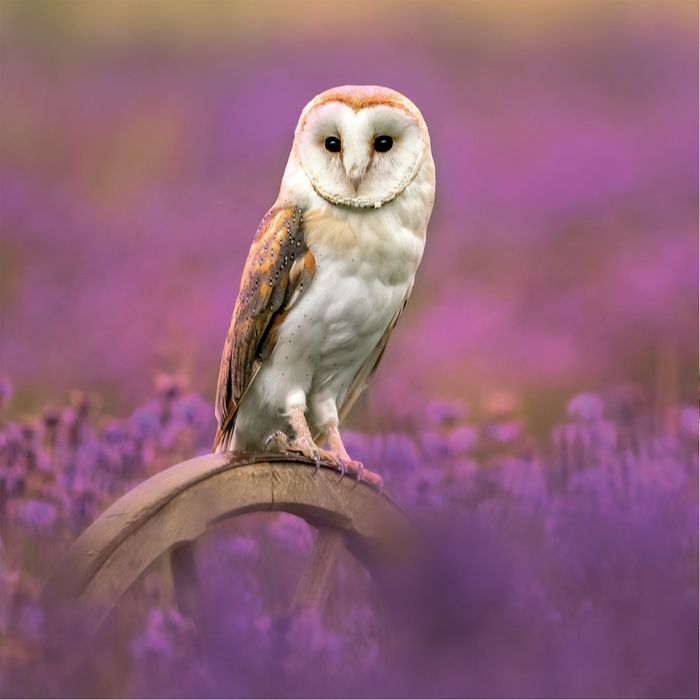 Wildlife Trust Collection