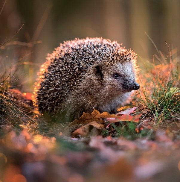 Wildlife Trust Collection