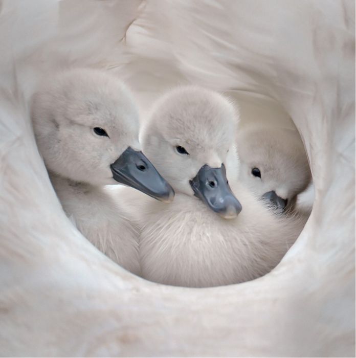 Wildlife Trust Collection