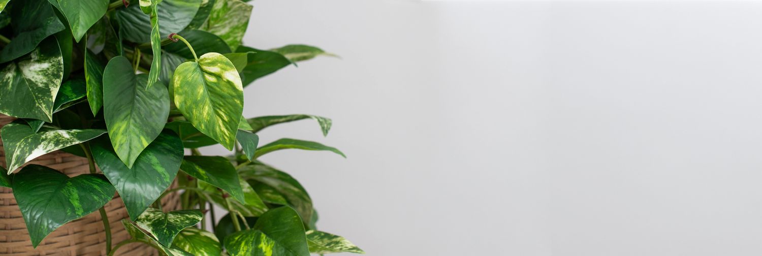 Cover image - TreeLocate