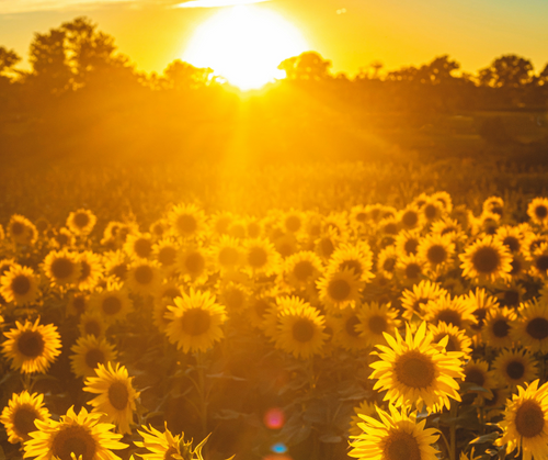 We Know Sunshine Boosts Your Mood - Let's Talk About How it Boosts Spending