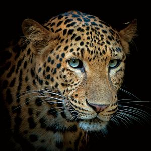 S61249 Tempered Glass Art