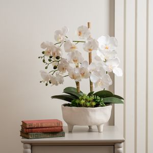 Elegant White Orchid Arrangement in Sculpted Ceramic Planter