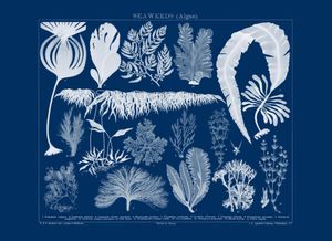 Seaweed Cyanotypes
