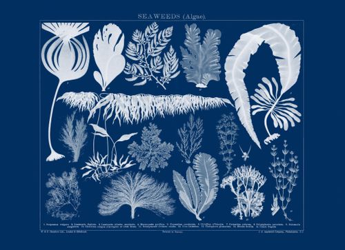 Seaweed Cyanotypes