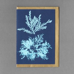 Seaweed Cyanotypes