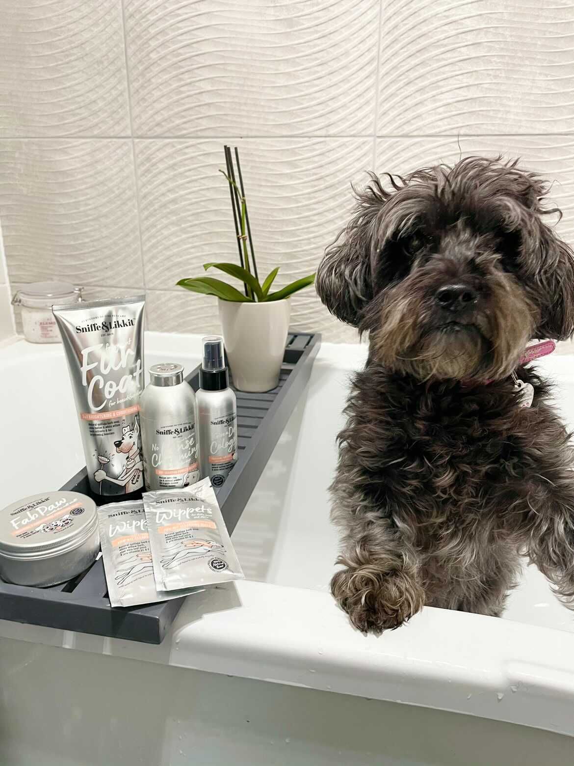 Give Your Pooch A Spruce Up This Summer - Because They’re ‘Woof’ It!