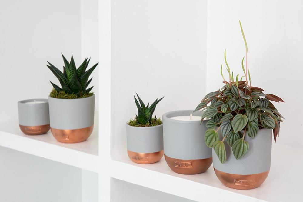 A guide to the best plants for your office