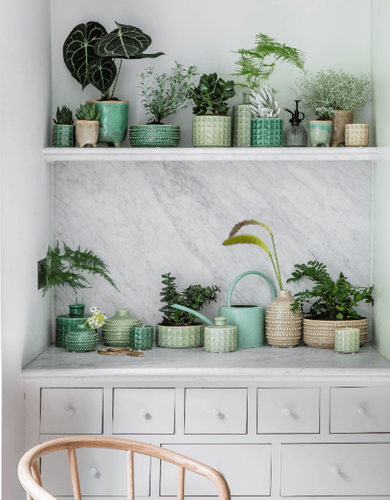 Create an Indoor Plant Display