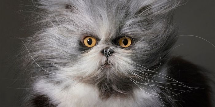 Feline : Photographs